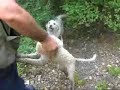 truffle hunting in abruzzo
