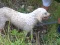 truffle hunting in abruzzo