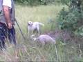 truffle hunting in abruzzo