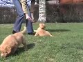 First meeting with Aslan