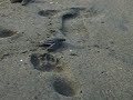 Turtles being released