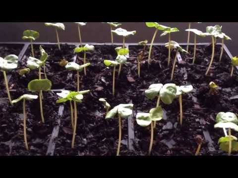 how to grow cotton