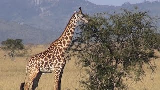 Niezwykly Swiat - Kenia - Tsavo West National Park
