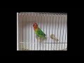 Judging Lovebirds at NCBS - BirdChannel.com