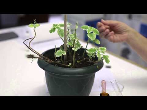 how to prove photosynthesis