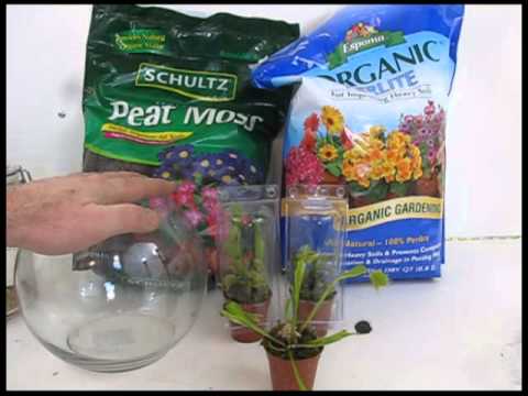 how to transplant a venus flytrap plant
