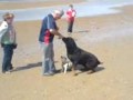 Rottweiler video
