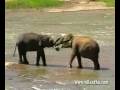 elephant orphanage at pinnawala sri lanka