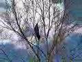 Siamang Gibbons Are Loud!