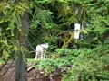 Wolves north of Vancouver Canada Wolves north of Vancouver Canada