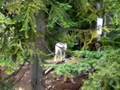 Wolves north of Vancouver Canada