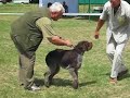 Wyżeł niemiecki 3 - Krajowa Wystawa Psów Wrocław 2008
