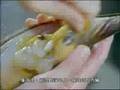 貝類海產小心食