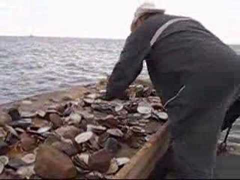 Scallop Dragging