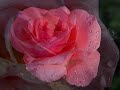 Andre Rieu Je t\ Andre Rieu Je t\