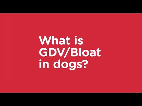 how to treat gdv in dogs