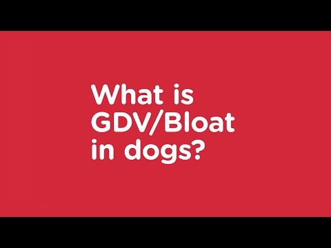 how to relieve dog bloat