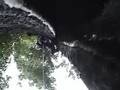 California Condor Redwood Nest Part 2