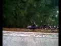 capaccio,agropoli ,recupero grosso pesce nel porto. capaccio,agropoli ,recupero grosso pesce nel porto.