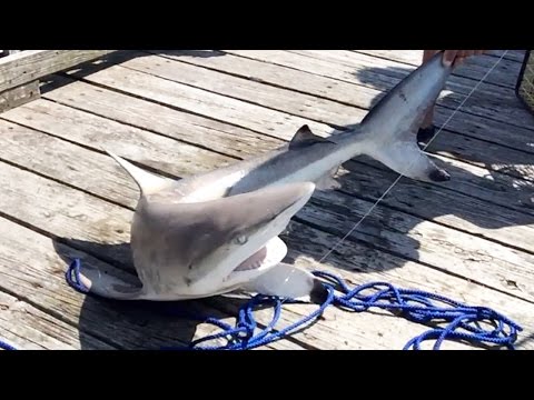 how to react shark attack