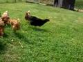 Chicken Sheeps