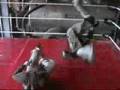 Double Hurricanrana