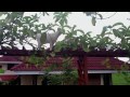 I uploaded a @YouTube video http://t.co/qTWaXhWx Kat Climbs Trellis