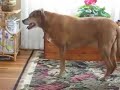 Bo - The Cookie Dance