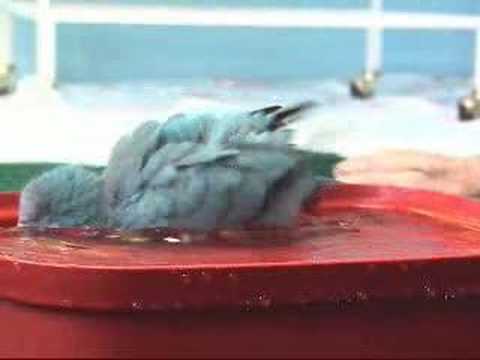 Quaker Parrots – Bather’s Dance Quaker Parrots – Bather’s Dance