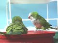 quaker parrots   bathers dance