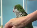 quaker parrots   bathers dance