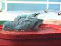 Quaker Parrots - Bather's Dance