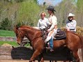 Reined Cow Horse Reined Cow Horse