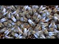 3. Beekeeper's Video Manual: The beehive without a Queen - 3/3