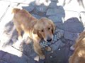 GoldRocks Mr Back Up and 1/2 brother GoldRocks Code Red