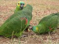 Come visit Guyana!