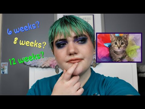 How Old Should You Adopt a Kitten? // 6 weeks, 8 weeks, or 12 weeks?