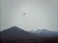 Real UFO Abduction of a Cow! Real UFO Abduction of a Cow!