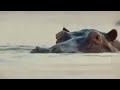 BBC: Hippo Beach - Relaxing Underwater