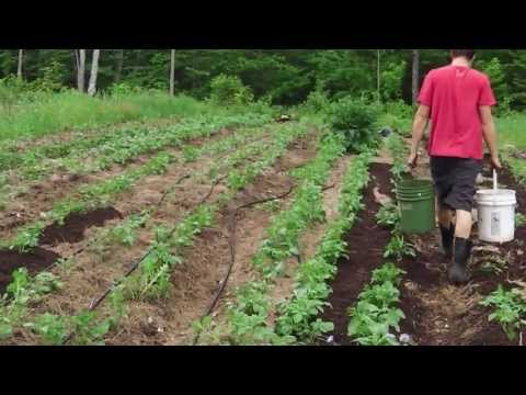 how to grow potatoes in nh