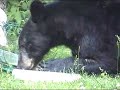 when-a-birdfeeder-becomes-a-bear-feeder.html