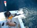 blue marlin on the REEL TIME