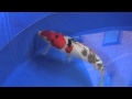2012 Grand Champion 59th Nagaoka Koi Show won by Jeroen