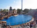 Dolphin Splash Time Sea World San Diego