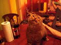 Esteban: One happy cat.