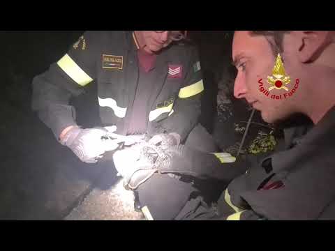 I vigili del fuoco hanno liberato i biacci