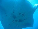 Manta Ray Bandos Island Maldives 1-3