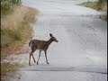 Deer 10 03 09