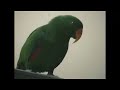 riley the amazing talking parrot 4