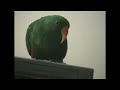 Riley the Amazing Talking Parrot 4 Riley the Amazing Talking Parrot 4